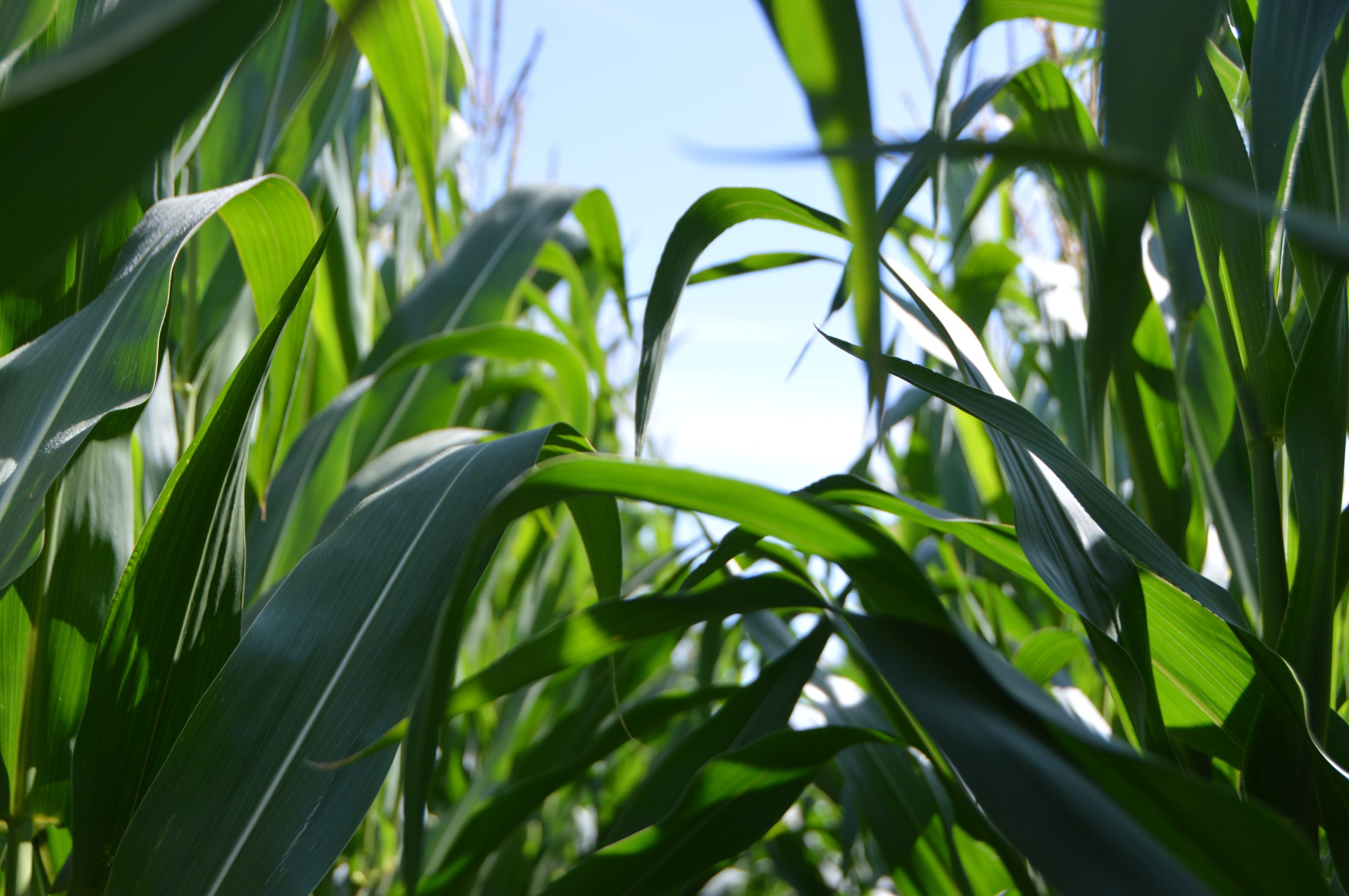 Grup Serban Secures EUR 73 Million Financing for Expansion